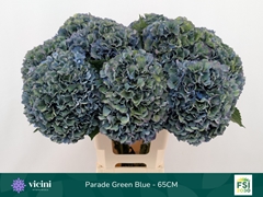 Hydrangea Royal Parade Classic 65cm 19-21cm Hd
