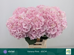 Hydrangea Verena 65cm 19-21cm Hd