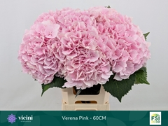 Hydrangea Verena 60cm 18-20cm Hd