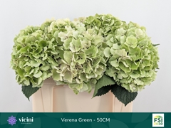 Hydrangea Verena Classic 50cm 16-18cm Hd