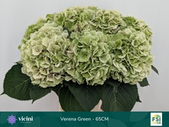 Hydrangea Verena Classic 65cm 19-21cm Hd