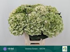 Hydrangea Verena Classic 60cm 18-20cm Hd