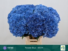 Hydrangea Royal Parade 65cm 19-21cm Hd