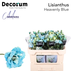 Eustoma Double Painted Heavenly Blue 70cm