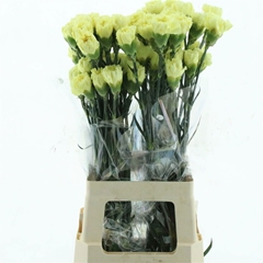 Dianthus Single Janeiro 70cm