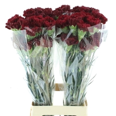Dianthus Single Zurigo 70cm