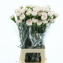 Dianthus Single Brut 70cm