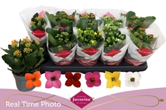 Kalanchoe Single Mix 6 Colours 10Ø 22cm