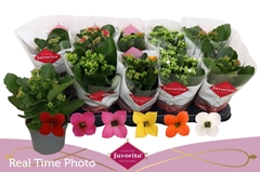 Kalanchoe Single Mix 6 Colours 10Ø 22cm