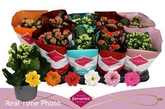 Kalanchoe Double Perfecta Mix 10Ø 22cm