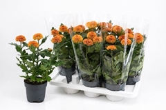 Chrysanth Flowerpops Bronze 14Ø 36cm
