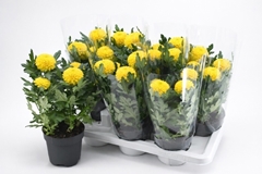 Chrysanth Flowerpops Yellow 14Ø 36cm