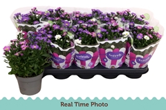 Aster Starletta Mix 12Ø 25cm