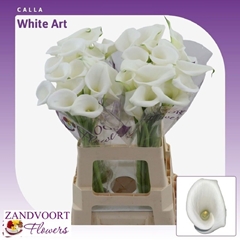 Zantedeschia White Art 65cm
