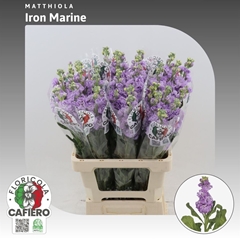 Matthiola Iron Marine 70cm