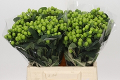 Hypericum Lucky Romance 40cm