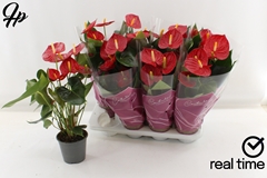 Anthurium Tremendo 14Ø 50cm