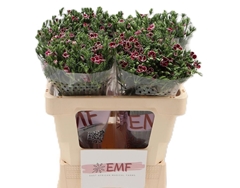 Dianthus Raffine Petit Faye 55cm
