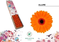 Gerbera Mini Black Center Allure 45cm 7cm Hd
