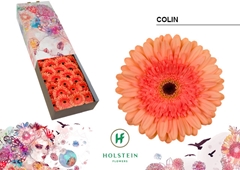 Gerbera Colin 45cm 10cm Hd