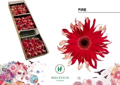 Gerbera Curly Gerpasta Fire 45cm 10cm Hd