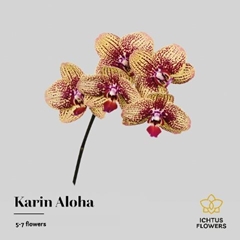 Phalaenopsis Karin Aloha 35cm 5+