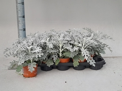 Jacobaea Maritima 13Ø 30cm