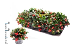 Gaultheria Big Berry 12Ø 21cm