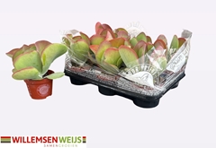 Kalanchoe Thyrsiflora 10Ø 19cm