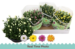 Chrysanth Mix 23Ø 25cm