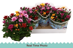Chrysanth Mount Aubisque Mix 23Ø 27cm