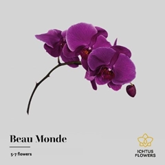 Phalaenopsis Beau Monde 40cm 5+
