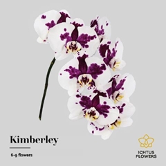 Phalaenopsis Kimberley 55cm 7+