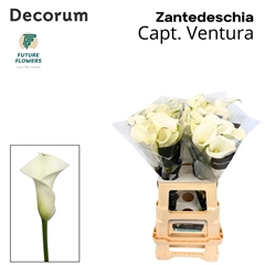 Zantedeschia Captain Ventura 65cm