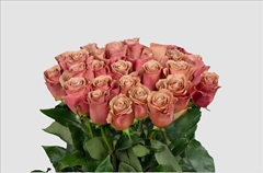Rosa Moab 70cm