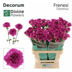 Dianthus Single Frenesi 60cm