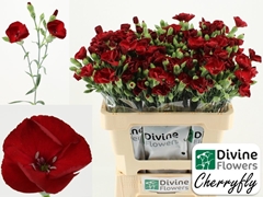 Dianthus Solandis Cherryfly 60cm
