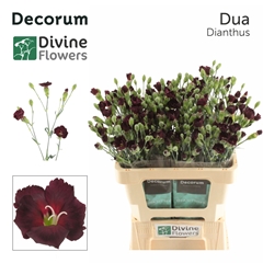 Dianthus Spray Single Solomio Dua 60cm