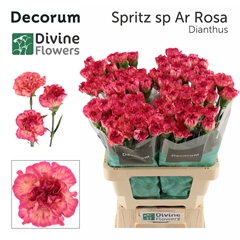 Dianthus Single Spritz Sport Arancio Rosa 60cm
