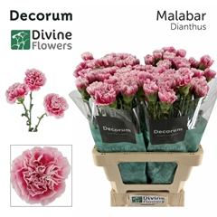 Dianthus Single Malabar 60cm