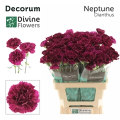 Dianthus Single Neptune 60cm