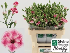 Dianthus Spray Single Solandis Blushfly 60cm
