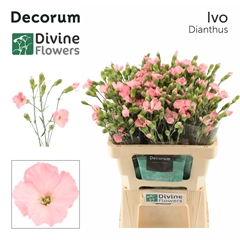 Dianthus Spray Single Solomio Ivo 60cm