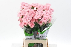 Dianthus Single Pink 65cm