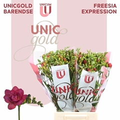 Freesia Double Expression 50cm 20gr.