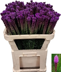 Liatris Callilepis 70cm