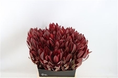 Leucadendron Safari Sunset 50cm
