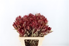 Leucadendron Safari Sunset 60cm