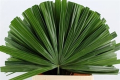 Chamaerops Leave 50cm