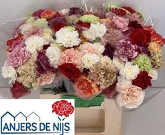 Dianthus Single Mix Per Bunch 45cm